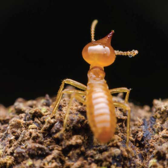 Termite Control Wynnum